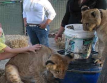 Zoo de Lujan, dentro de la jaula de los leones