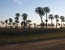 Palmar de Colon, un oasis de palmeras