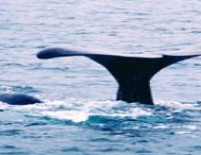 Ballenas - Chubut