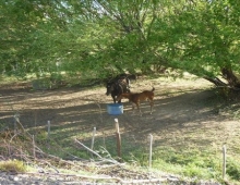 CABALLITO Y POTRILLITO