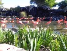 Cigueñas en Temaiken