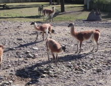 Temaiken area patagonica