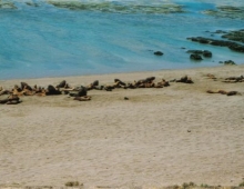 Lobos en Peninsula de Valdez