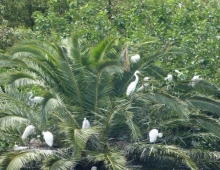 Aves en el Lago