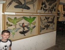 Rocsen Museo Pajaros