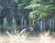 El bosque quedó bajo el agua