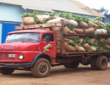 el oro verde de misiones