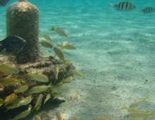 Snorkel en Cozumel desde la playa